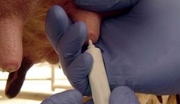  New initiative smooths the way for better mastitis control